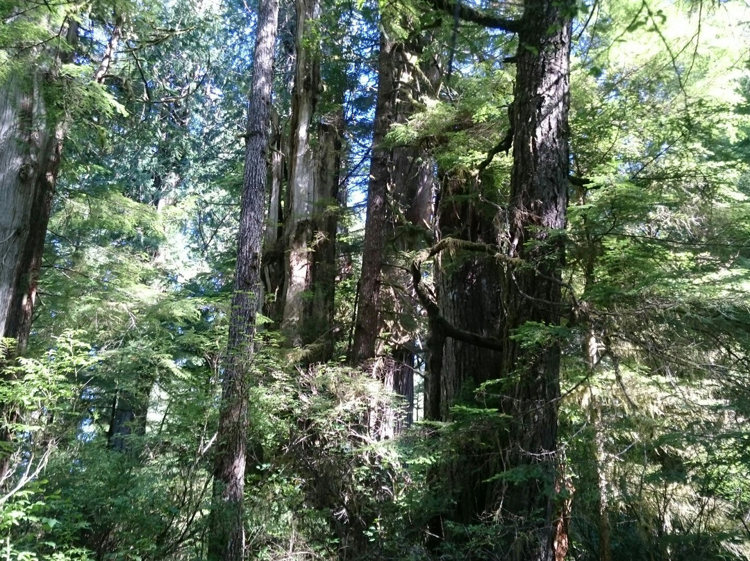 The Big Tree Trail景点图片
