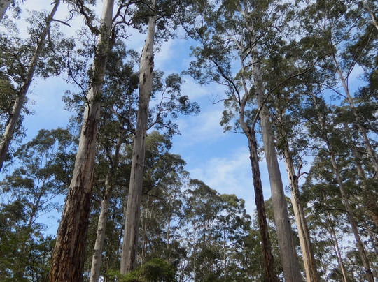 Shannon National Park-Manjimup必去景点