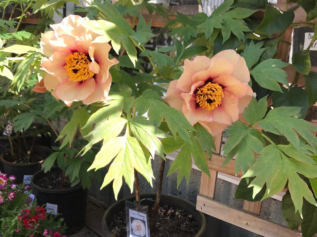 Newmans Nursery景点图片