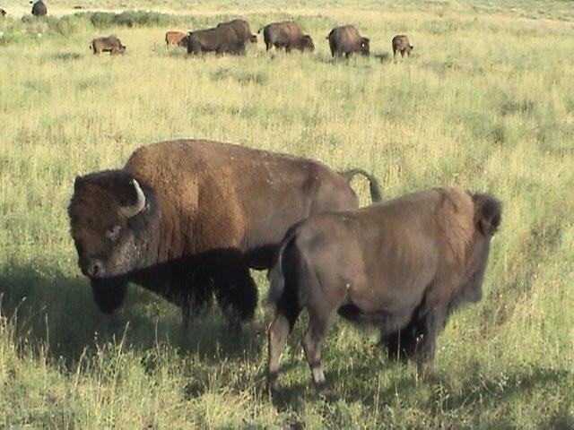 Acme旅游攻略图片