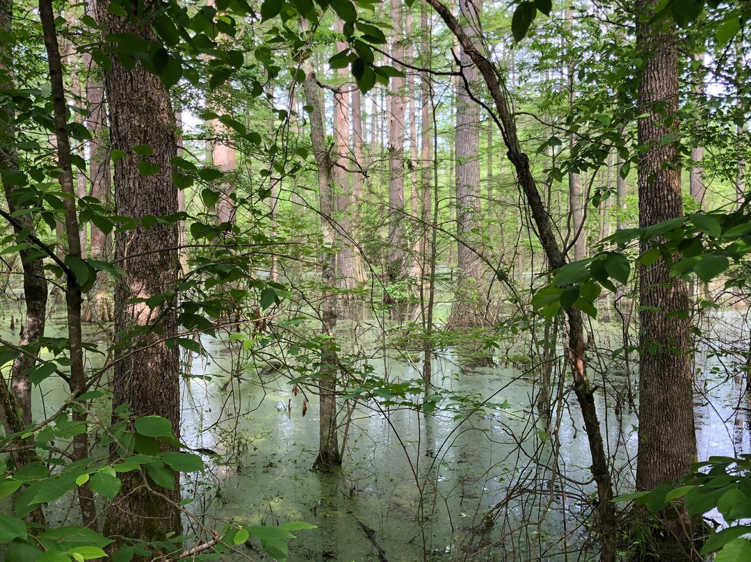 Little River National Wildlife Refuge景点图片