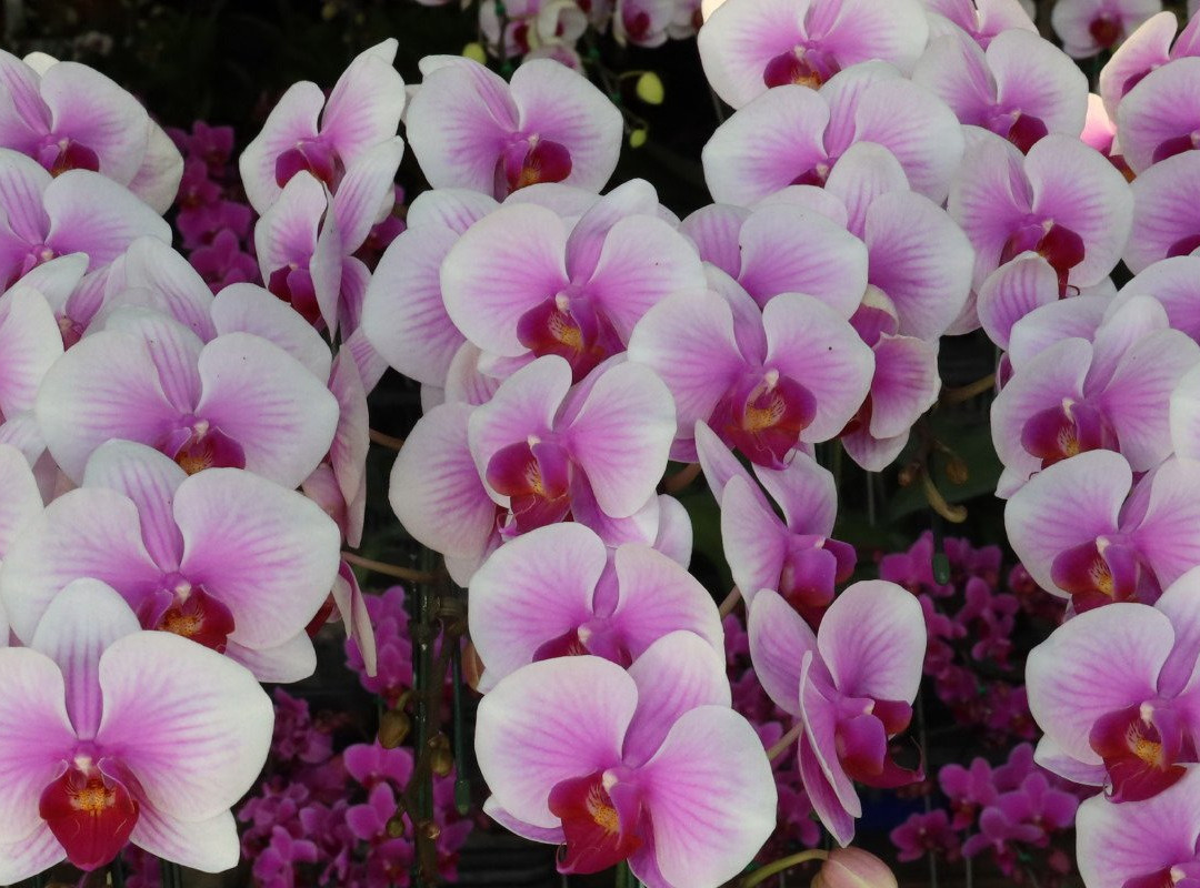 Khamthiang Flower Market-清迈必去景点