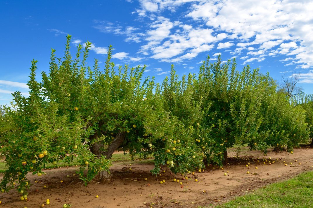 Eastmont Orchards景点图片