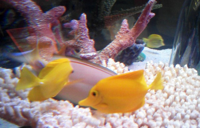 SEA LIFE Kansas City-堪萨斯城必去景点