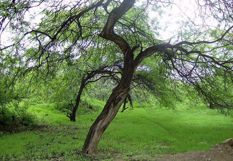 Tumbes旅游景点-Cerros de Amotape National Park