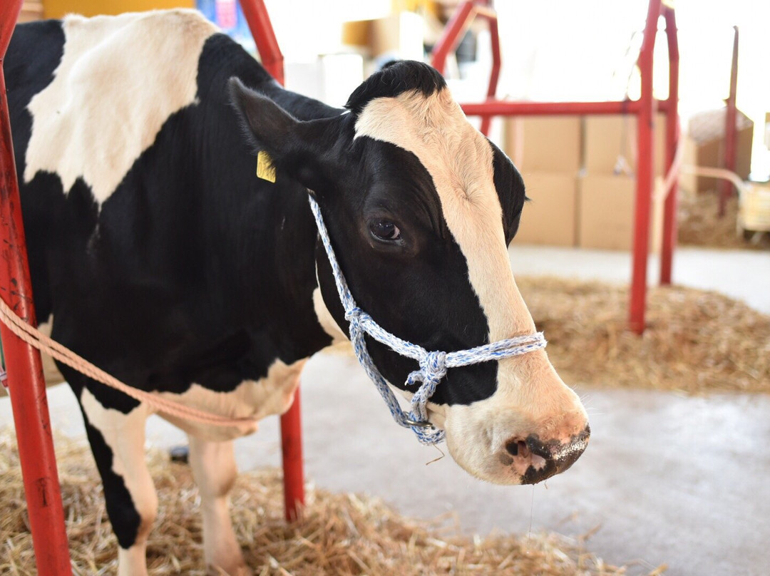 渡邊體驗牧場-弟子屈町必去景点