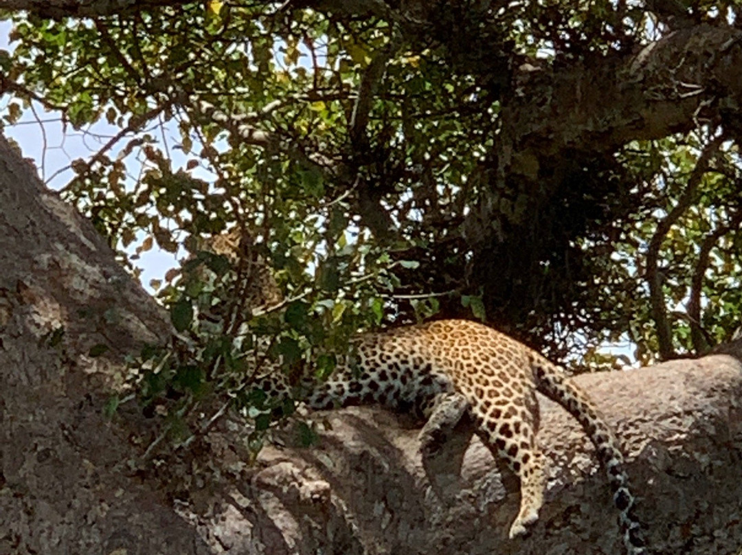 Cheetah Tours Ltd景点图片
