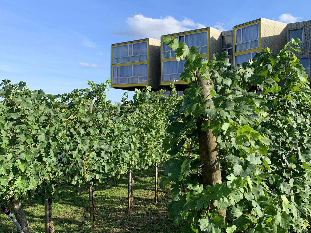 Loisium Wine & Spa Hotel Langenlois主图