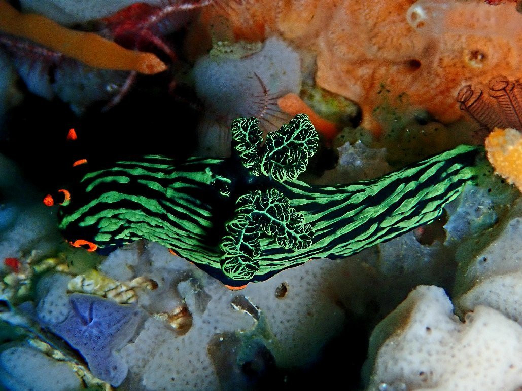 Dive Society Malapascua景点图片