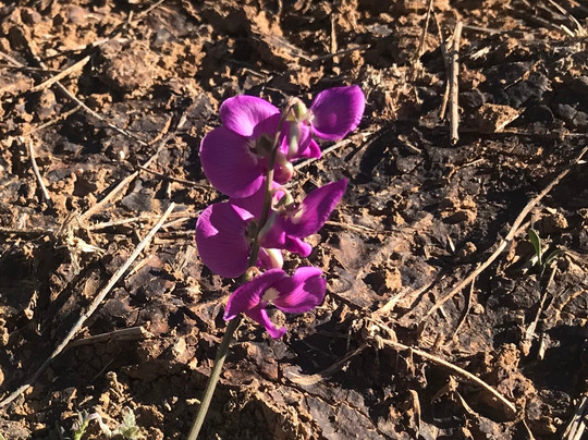 Pelican Point Nature Trail-Thargomindah必去景点