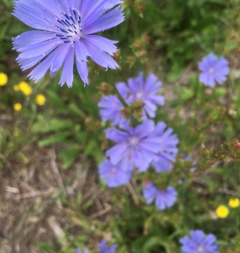 Buntzen Lake-穆迪港必去景点