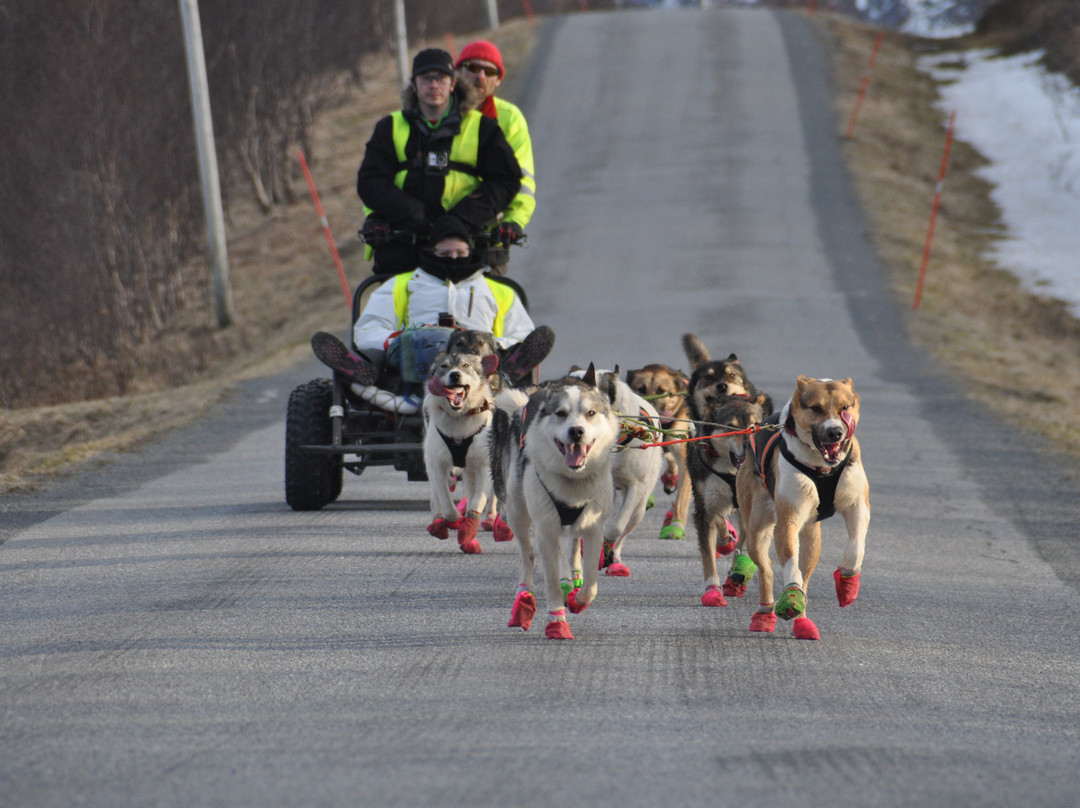Husky Andøy Uwe Baumgärtel景点图片