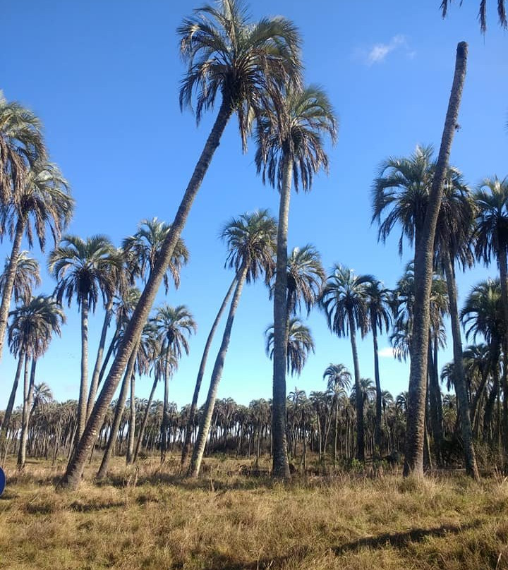 Parque Nacional El Palmar景点图片