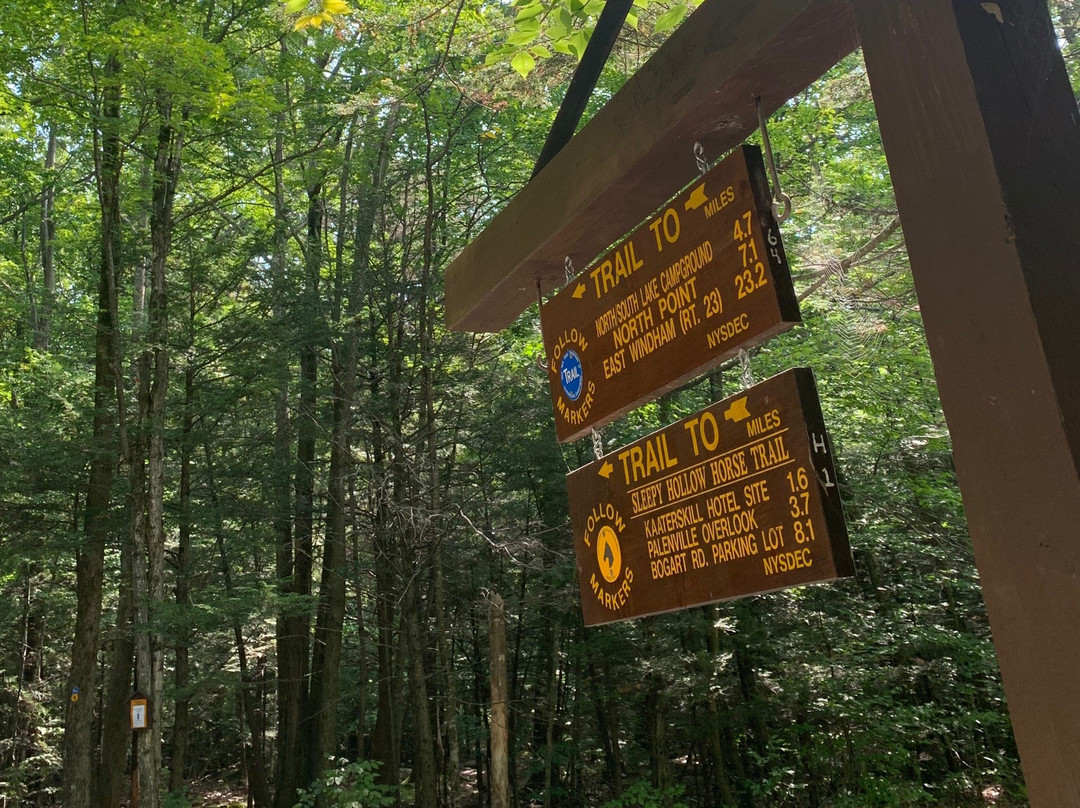 Phoenicia Belle主图