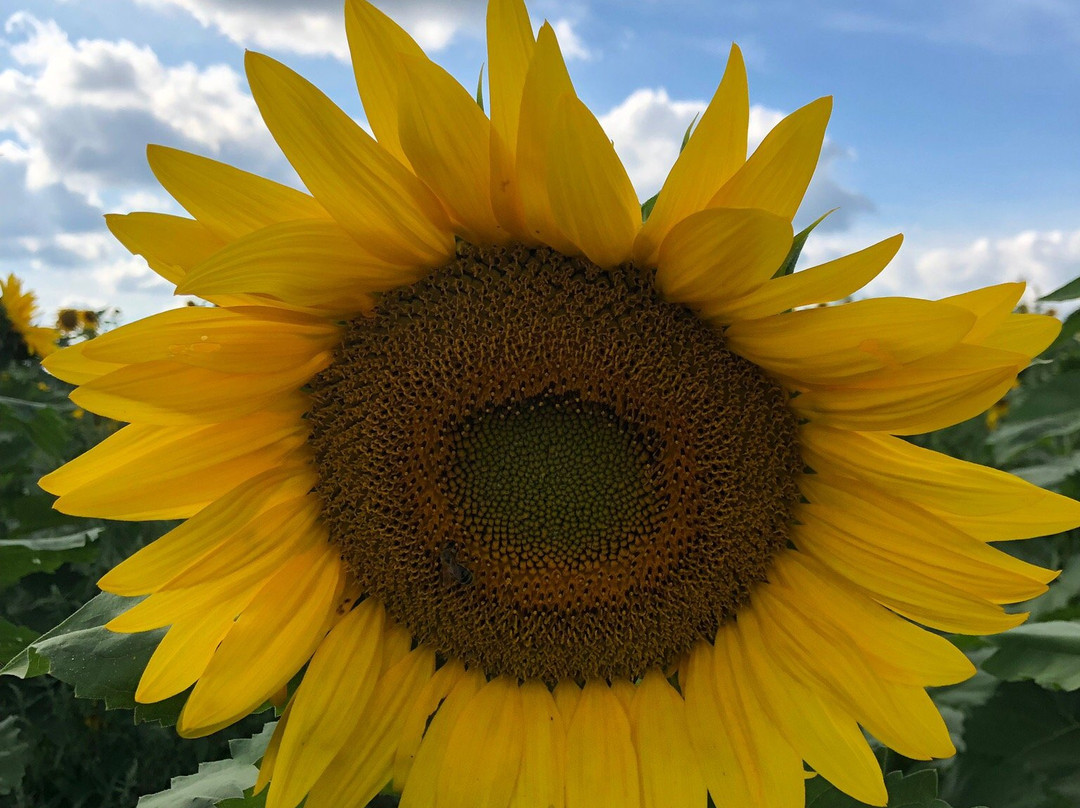 Ramseyer Farms-Wooster必去景点