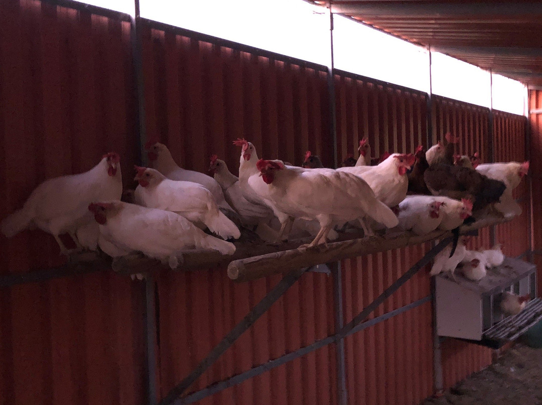 Azienda Agricola Bioviola & Sicilì Bottega Biologica-Alcamo必去景点