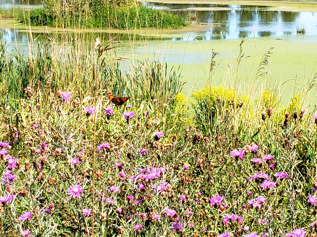 West Perth Wetlands景点图片