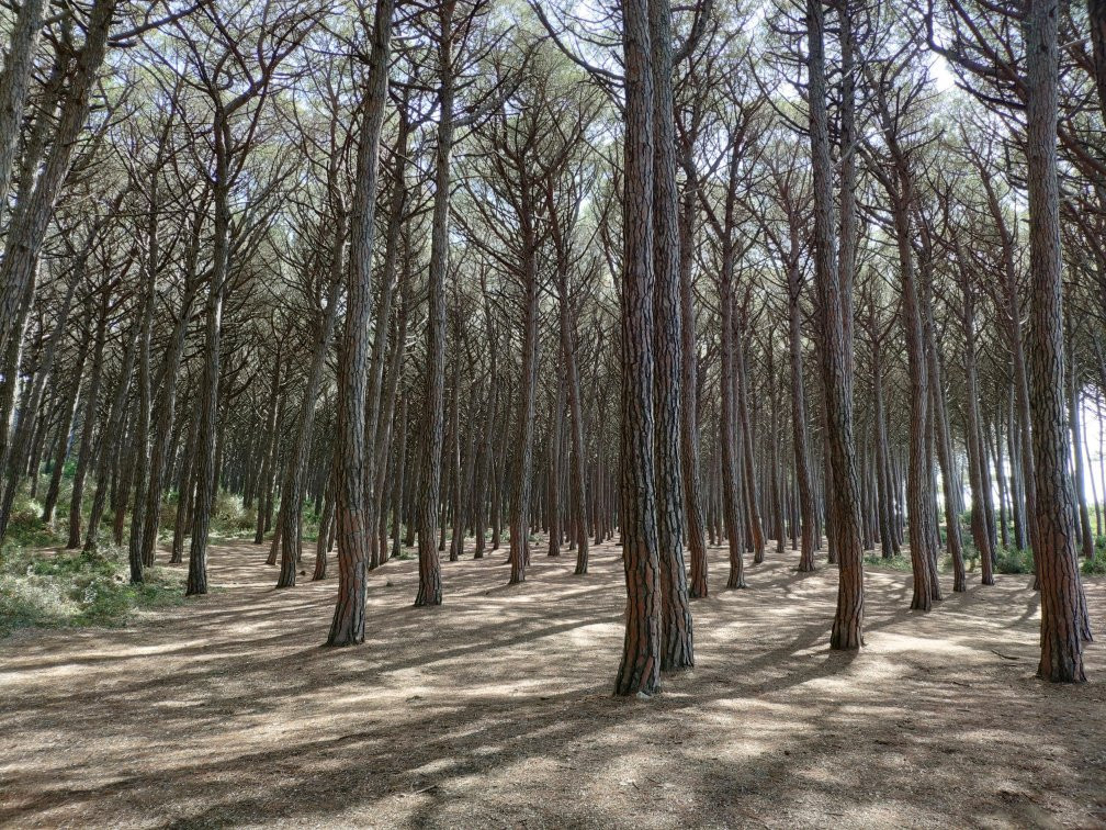 Spot1 Surfschool - Le Gorette --Cecina必去景点