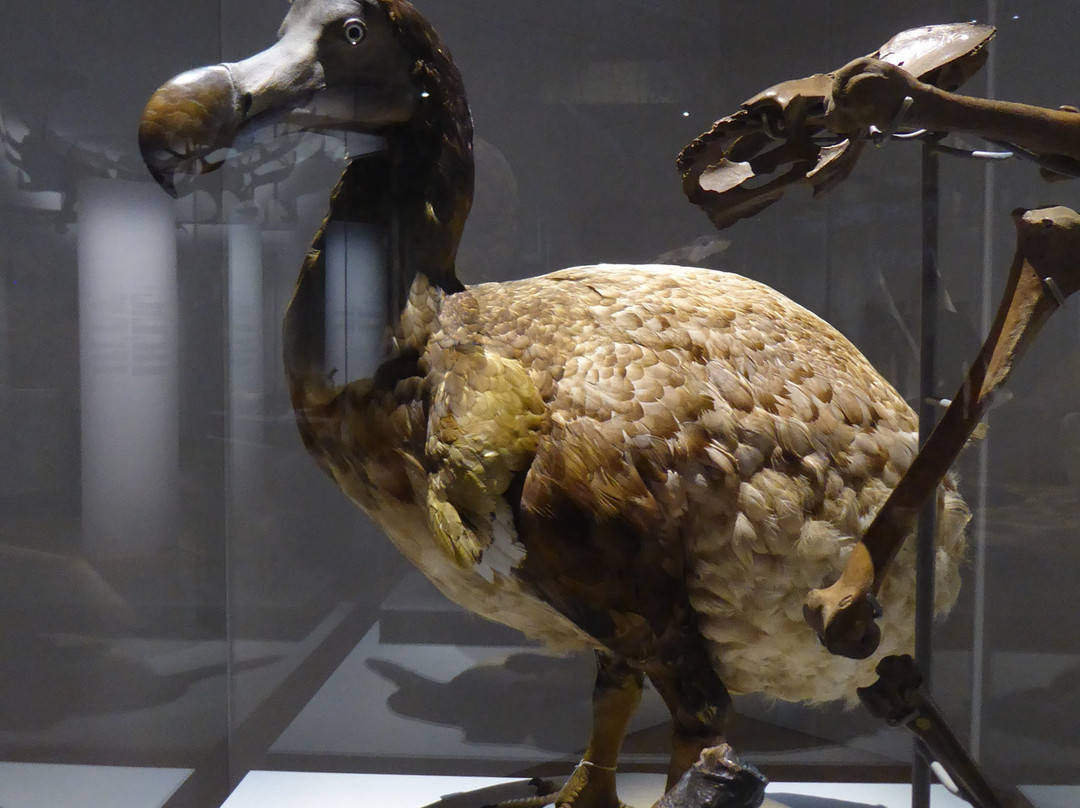 Musee de la Civilisation-魁北克市必去景点