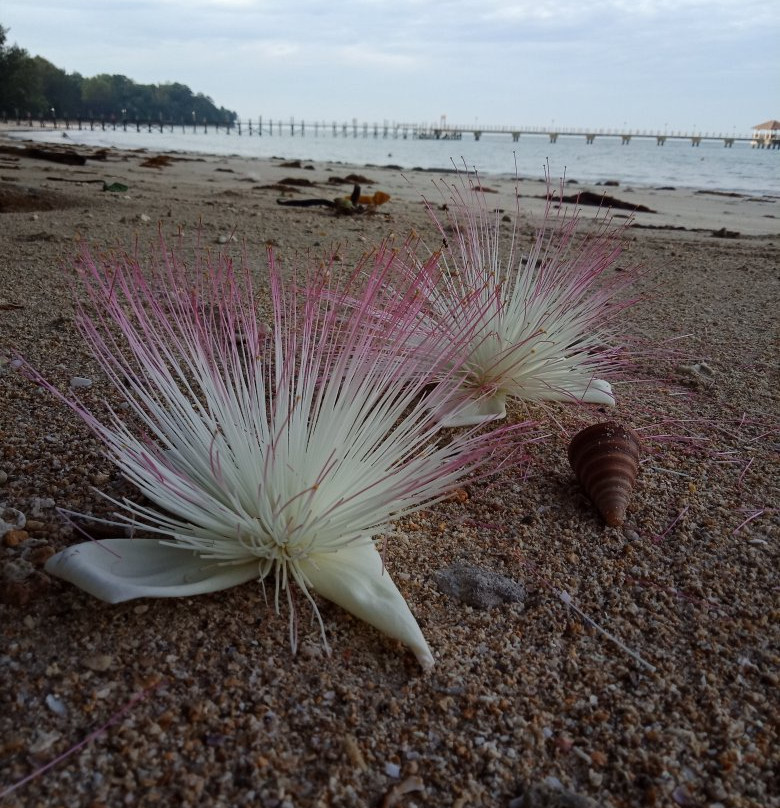 哥打京那巴鲁海岛度假村主图