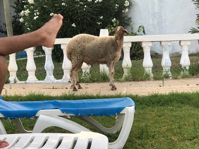 Caribbean World Hammamet Garden主图