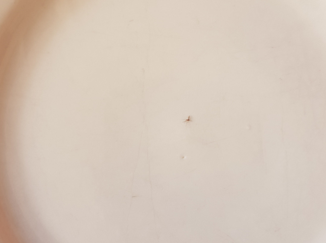 Trakia Garden Hotel主图