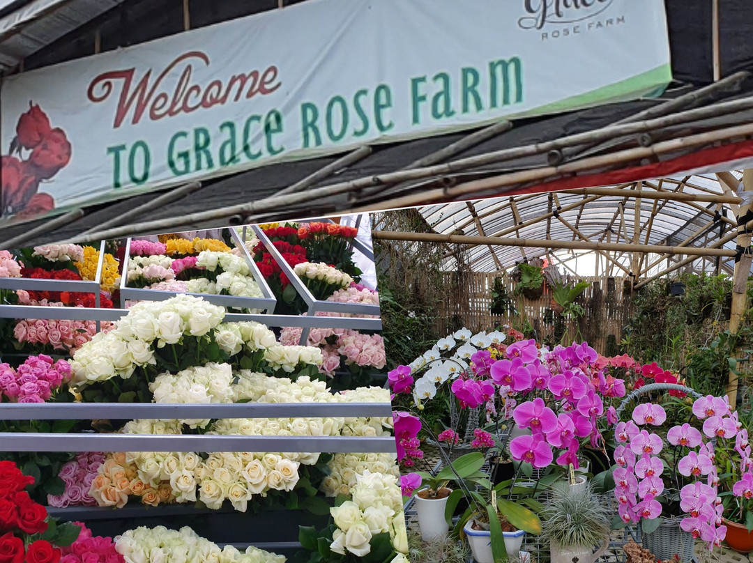 Grace Rose Farm景点图片