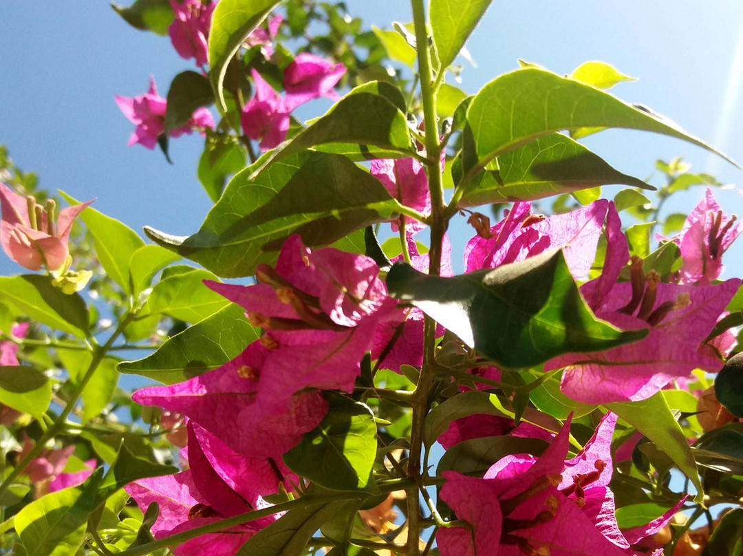 Belussi Beach Hotel & Suites主图