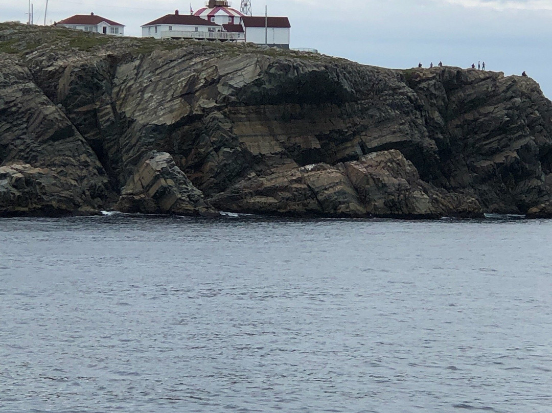 Bonavista Puffin & Whale Boat Tours景点图片