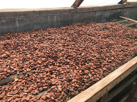 Primo Organic Chocolate Shop-克罗柏坎必去景点