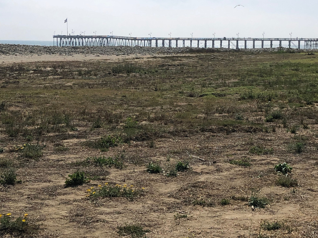 San Buenaventura State Beach景点图片
