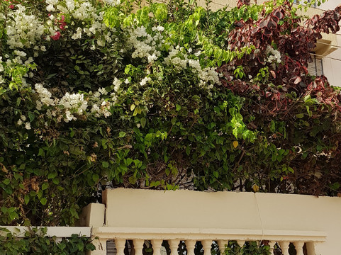 Dakhla Ride Adventures QUAD - BUGGY - Vintage Safari - Camel - Horse - Ebike-达赫拉必去景点