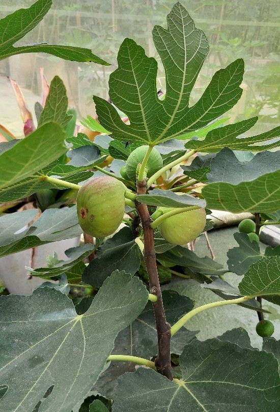 Pulau Santap-武吉丁宜高原必去景点