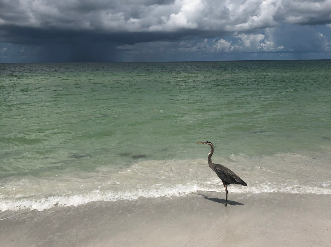 Indian Rocks Beach Suites主图