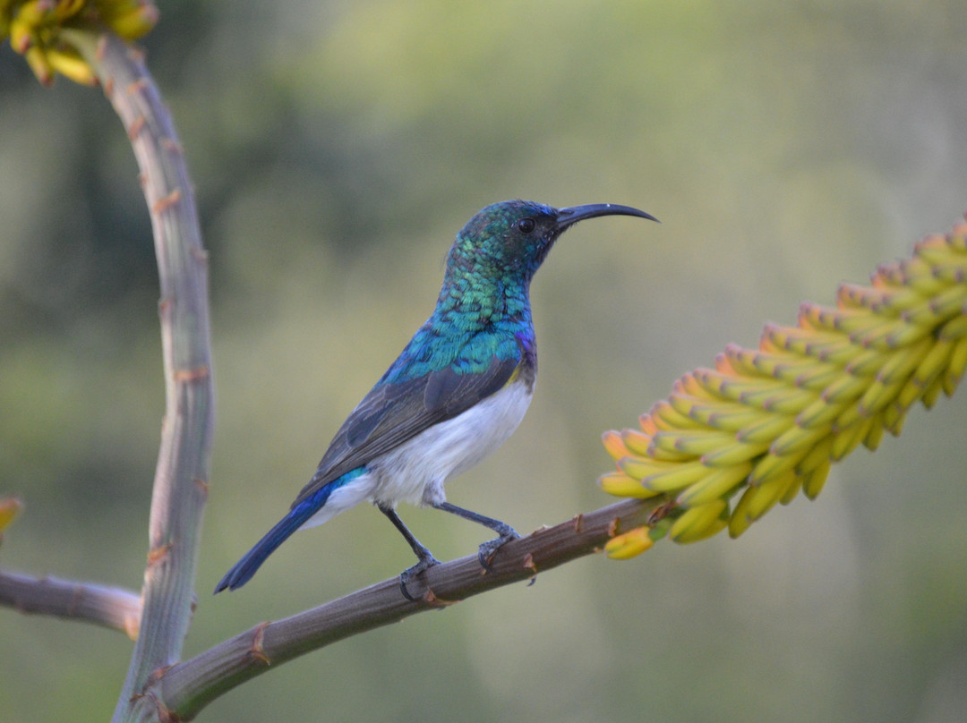 Red Africa Safaris-司库库札必去景点