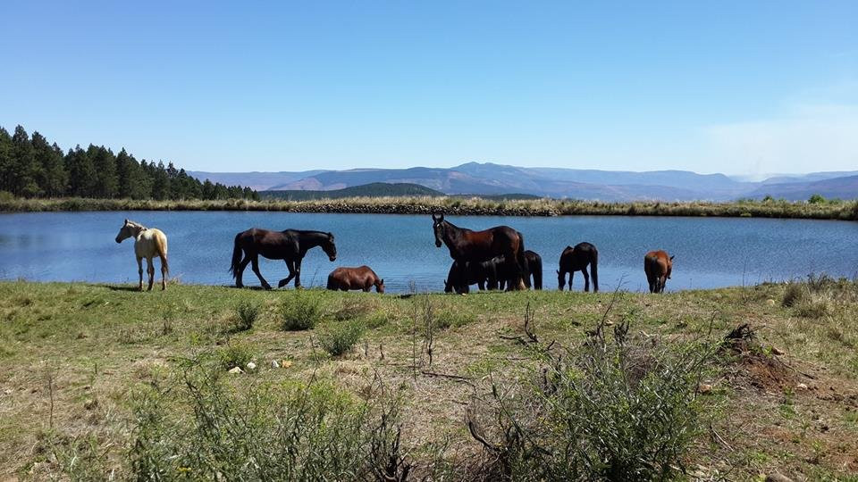 Kaapsehoop Horse Trails Volunteer Project-Kaapsehoop必去景点