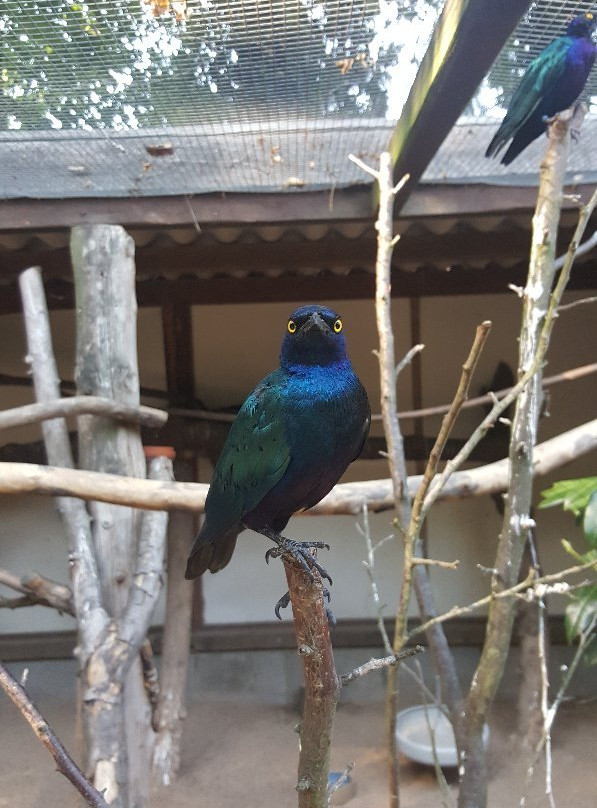 Vogelpark Heiligenkirchen景点图片