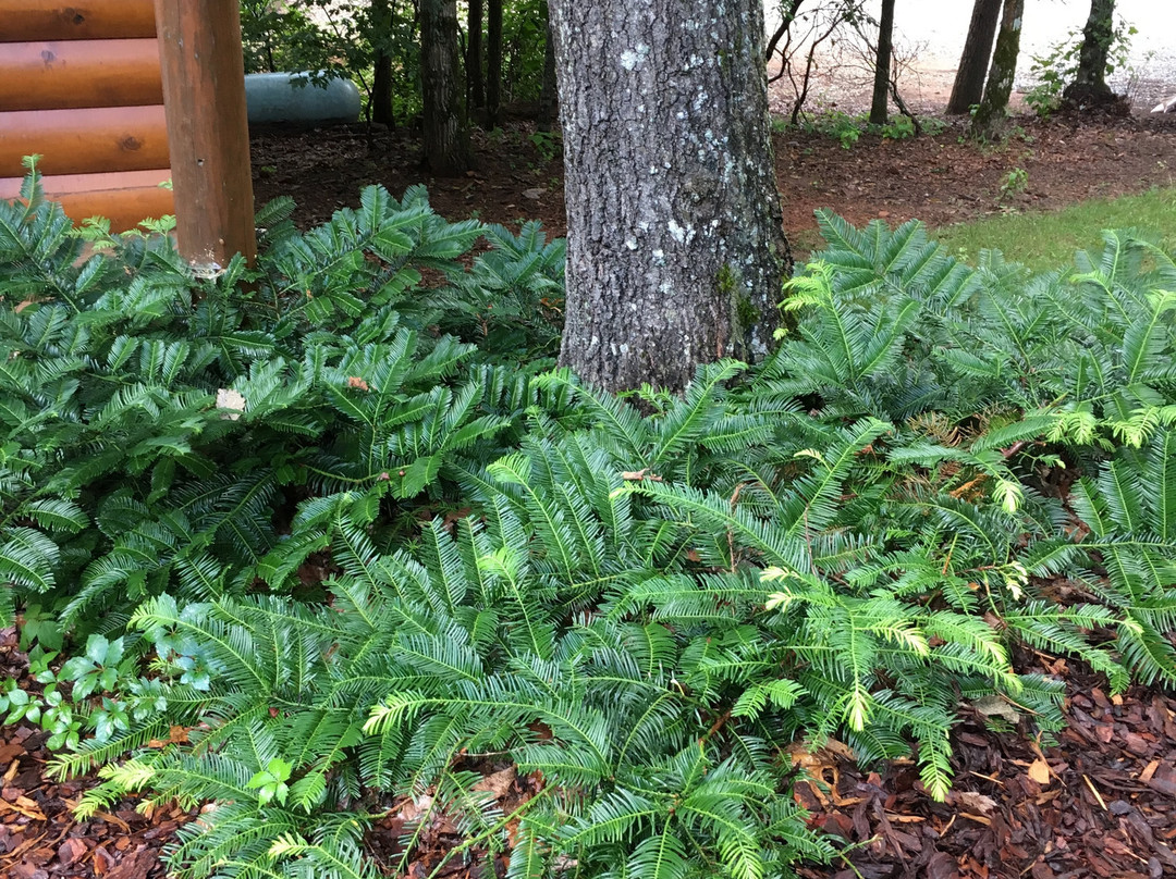 Barefoot Hills主图