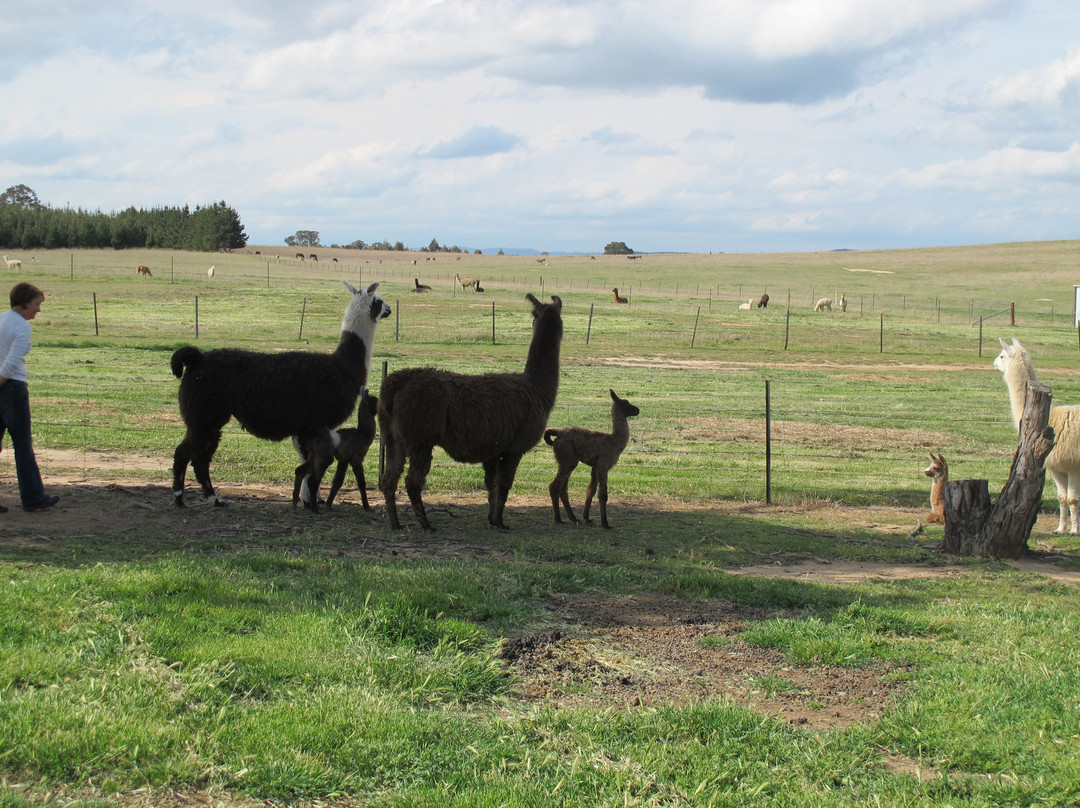 Alpaca Magic景点图片