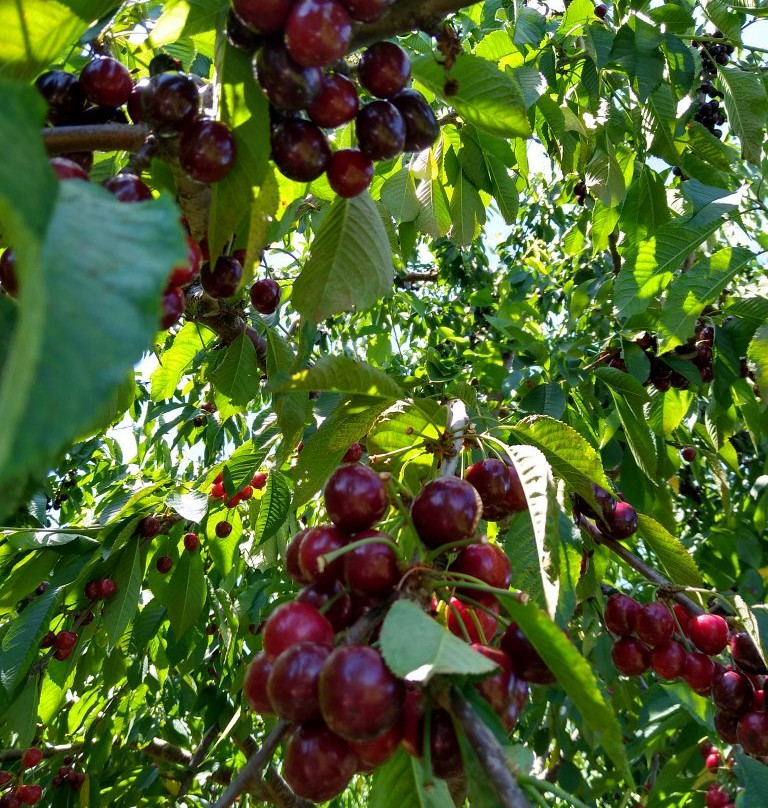King Orchards景点图片