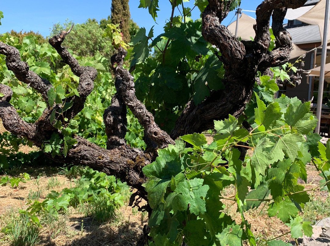 Valley of the Moon Winery景点图片