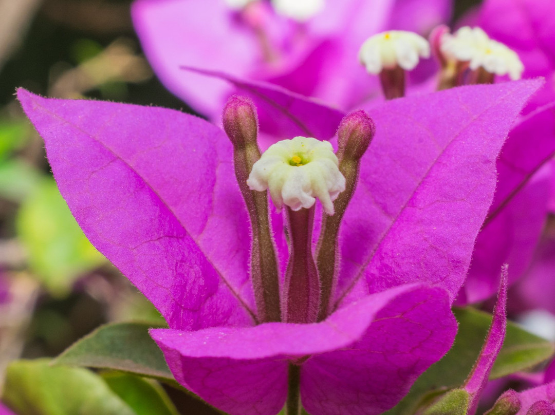 Mumbai Port Trust Garden-孟买必去景点