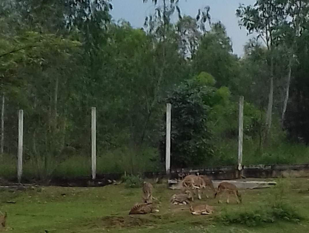 Deer Park景点图片