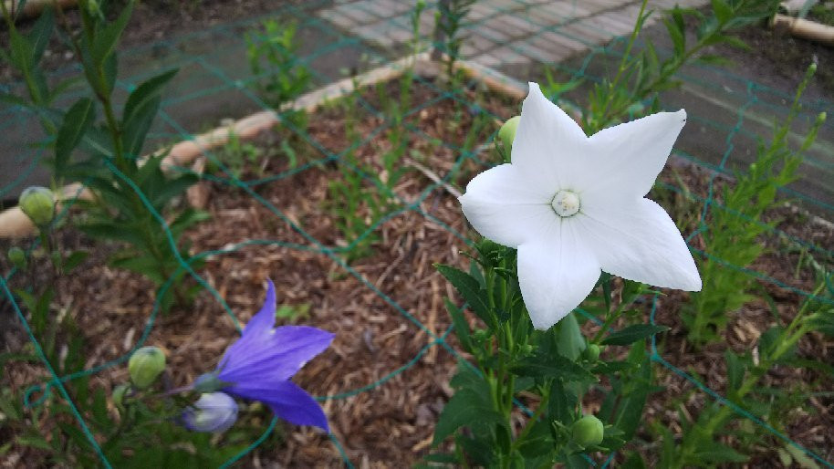 Kikyo no Sato-龟冈市必去景点