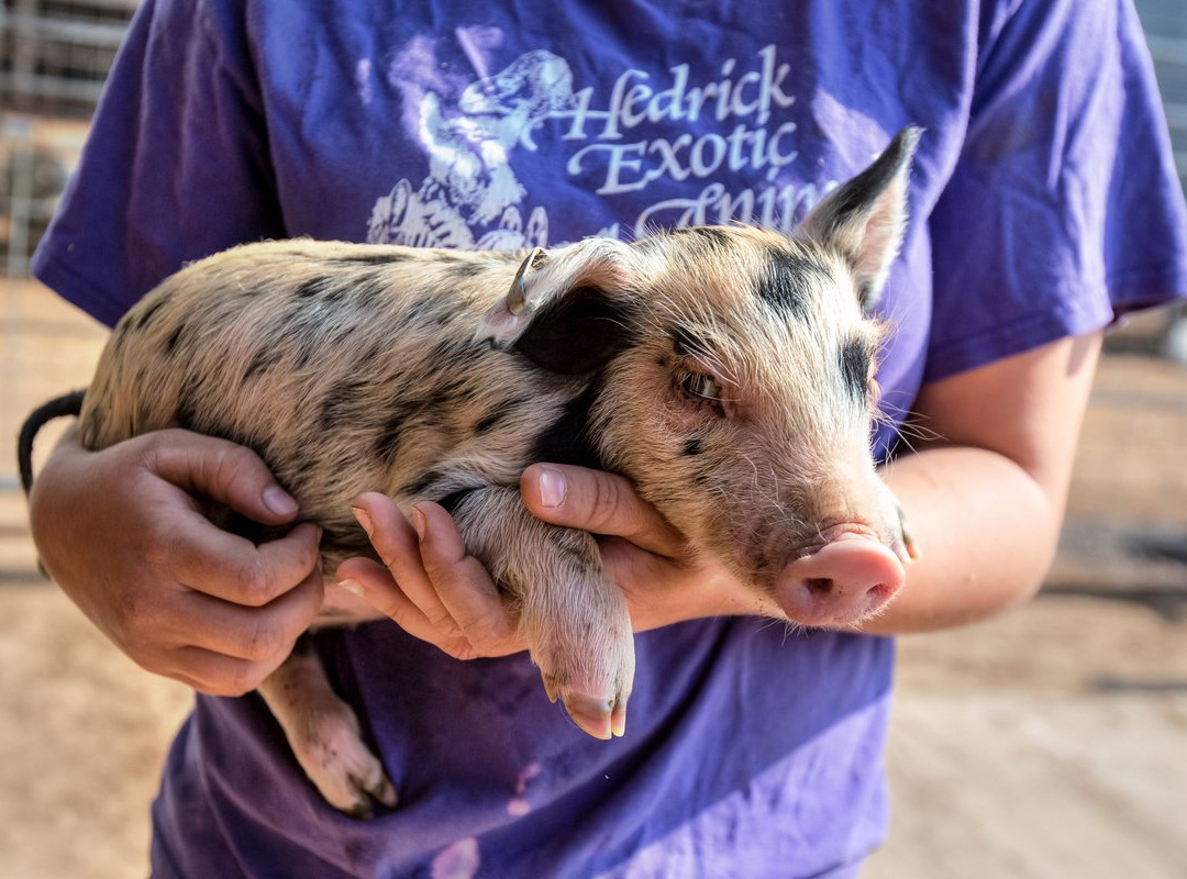 Hedrick's Exotic Animal Farm-Nickerson必去景点