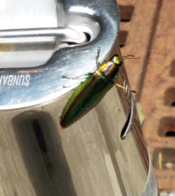 Kiyomizu-dera Temple-安来市必去景点