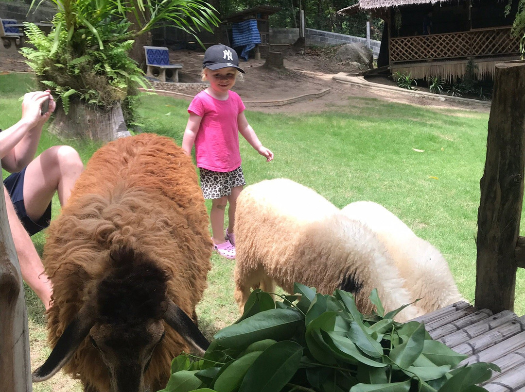 Purina Sheep Farm-帕岸岛必去景点