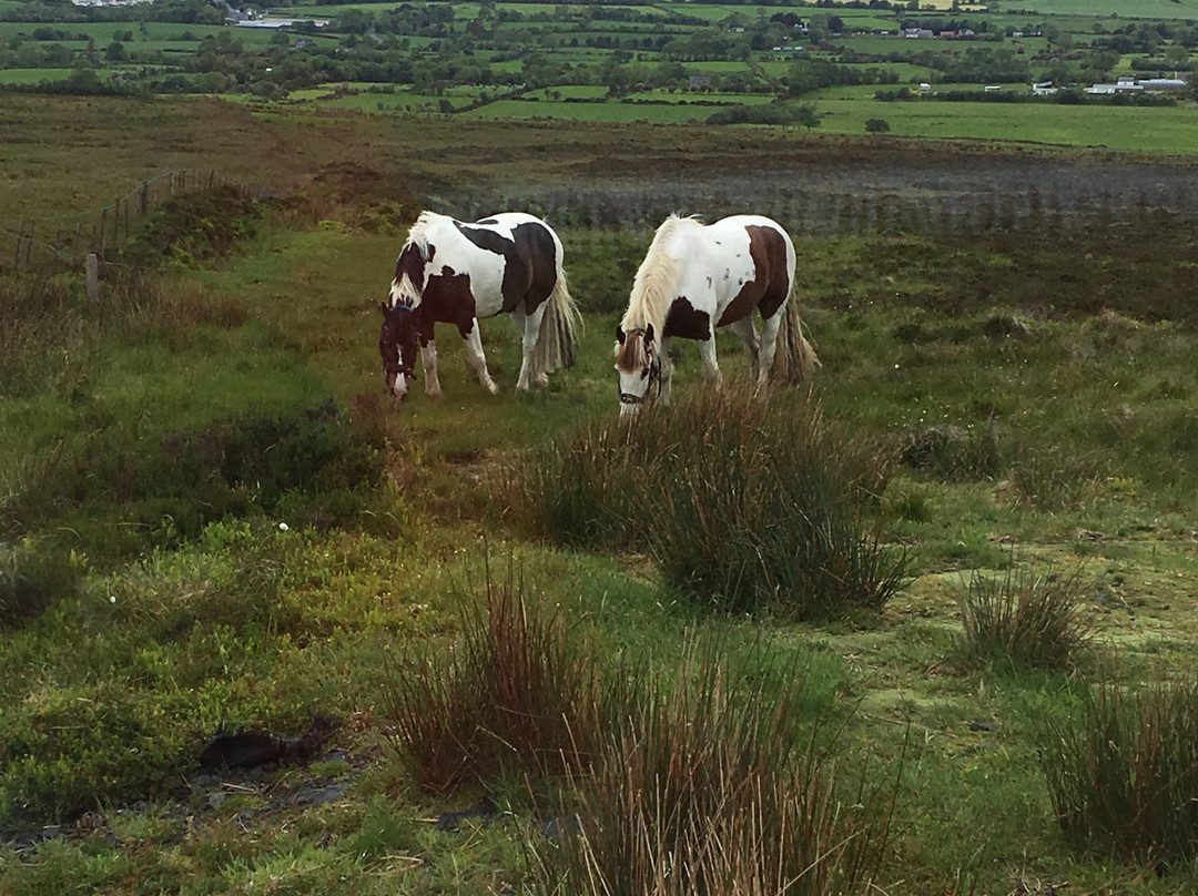 Bespoke Equestrian Ireland景点图片