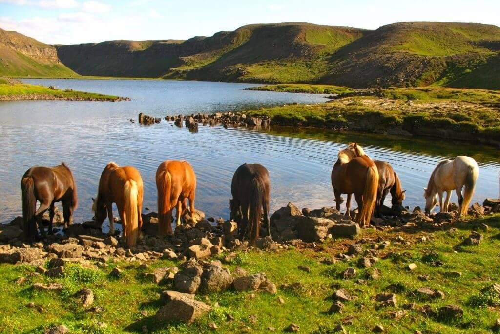 Íslandshestar-塞尔福斯必去景点