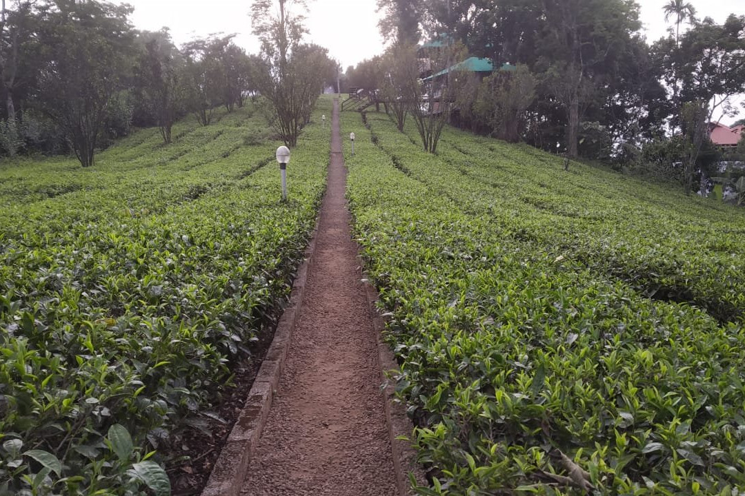 Dream Catcher Plantation Resort主图